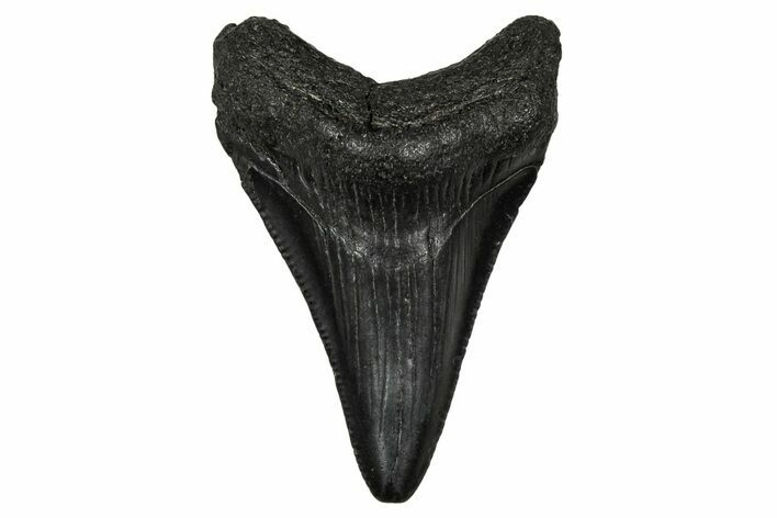 Juvenile Megalodon Tooth - South Carolina #340468